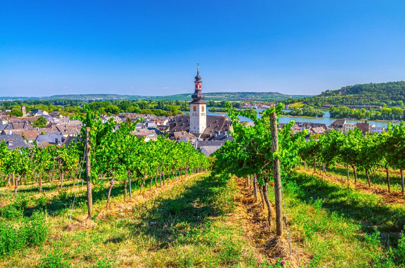 Rheingau, Germany Vineyards