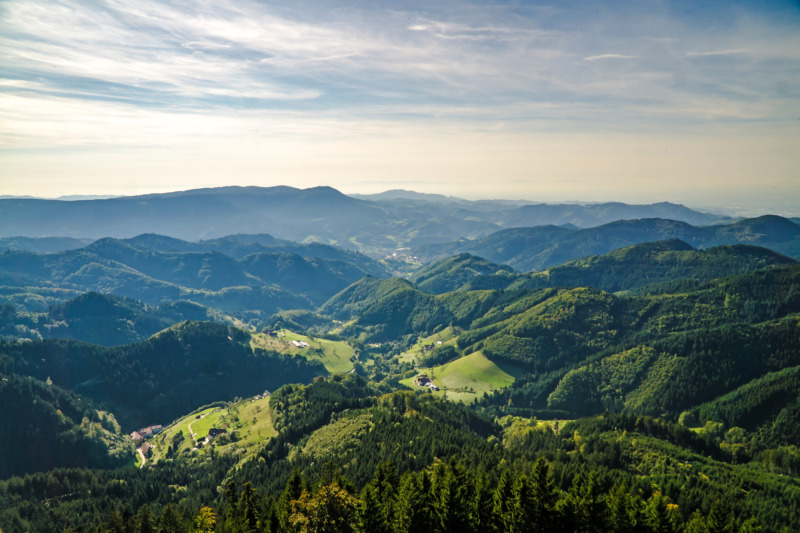 Beautiful Black Forest Landscape in Summertime