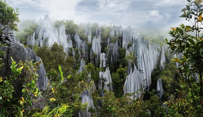 Borneo, Mulu Pinnacles (1)