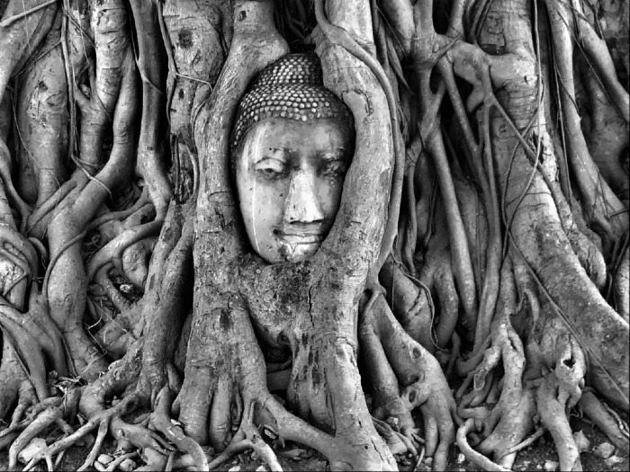 Face in a Tree in Bangkok Thailand