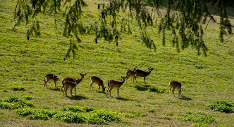 Group of deer in Tierpark Schwarzwald