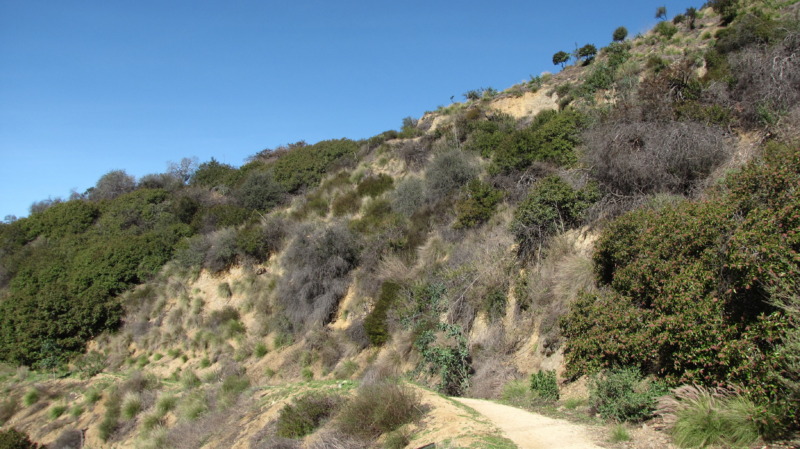 Trail at Trebek Open Space, Hollywood, California