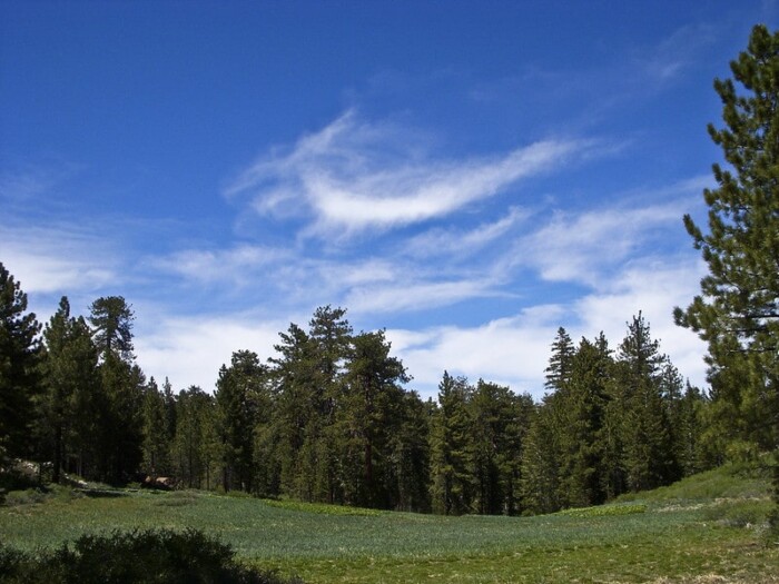 Los Padres National Forest