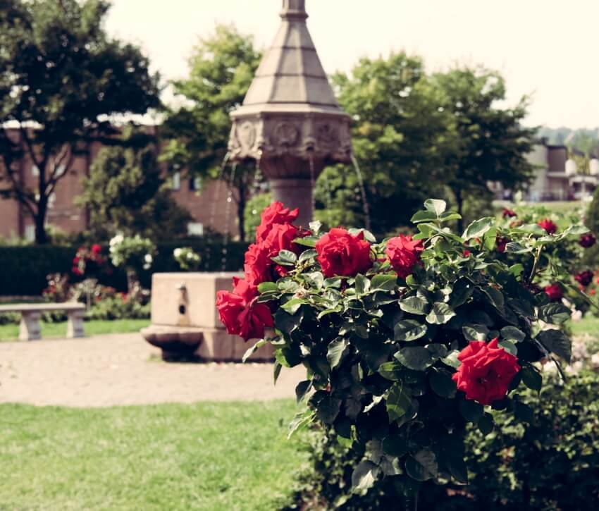 Duluth Rose Garden