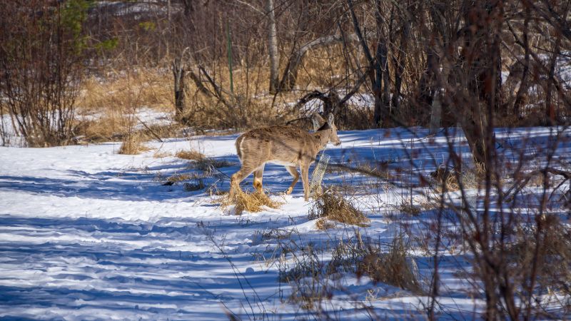 Deer Crossing at Hartley Nature Center, Duluth, Minnesota