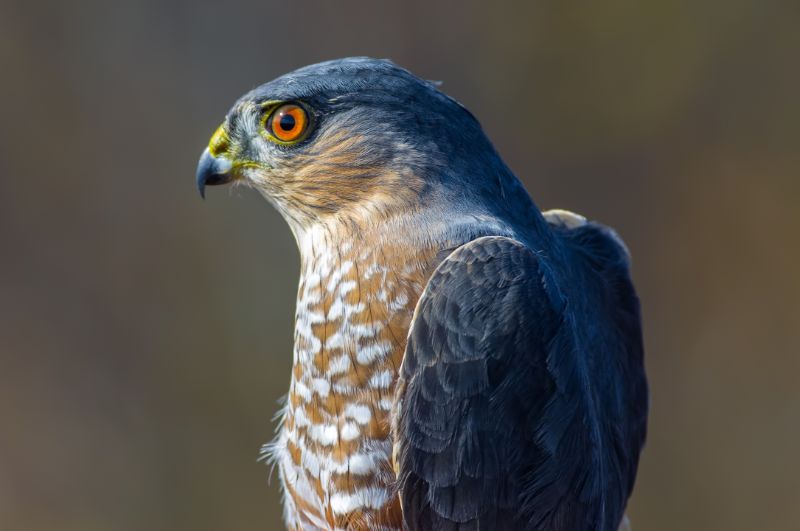 Hawk Closeup