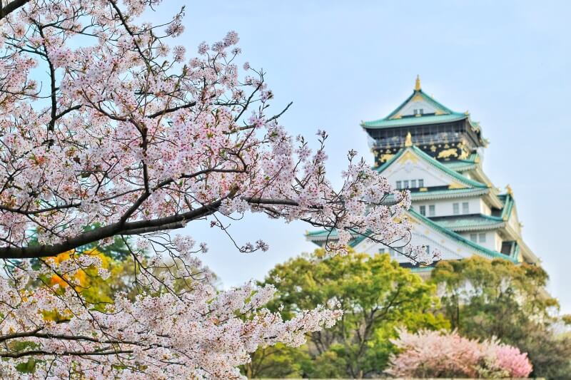 Cherry Blossoms and a Shrine