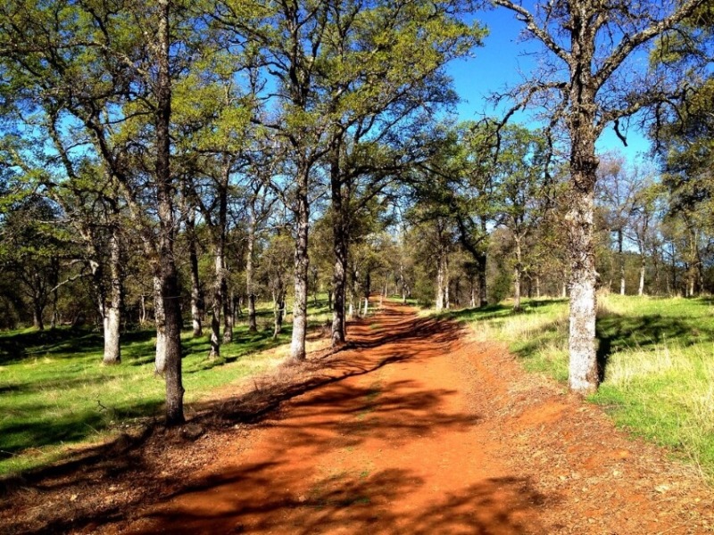 Sunny Trail with Trees