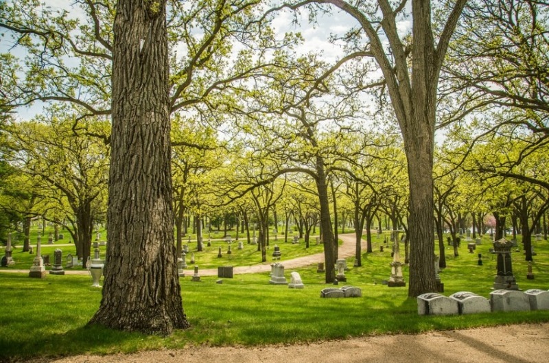 Tombs and Trees in a Cemetery