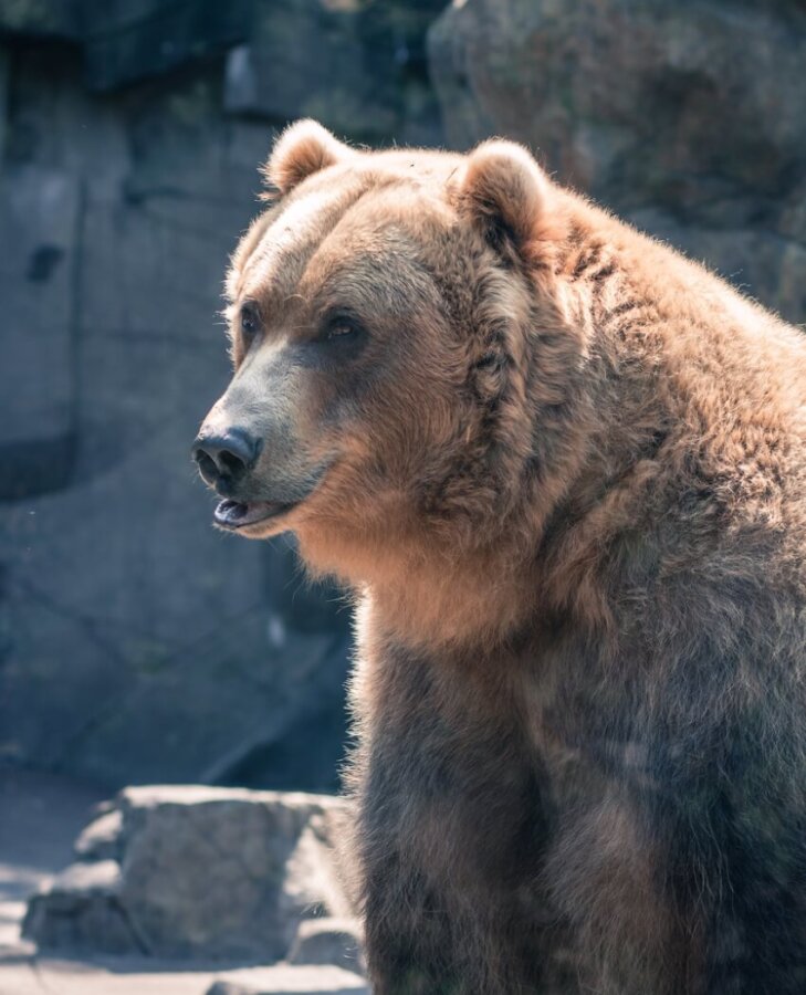 Adult Bear