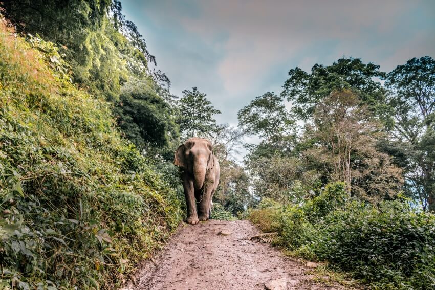 Elephant on a Trail