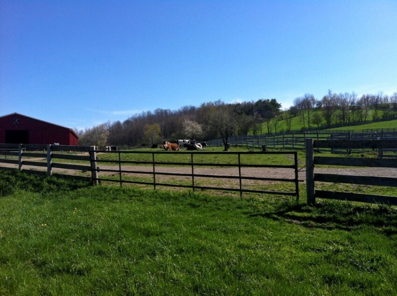 Fences and Animals in a Farm