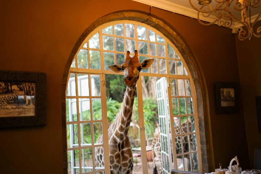 Giraffe Peeking inside a Manor