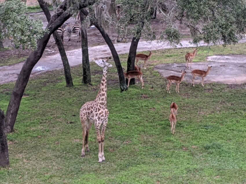 Giraffe  and Group of Deer in a Park