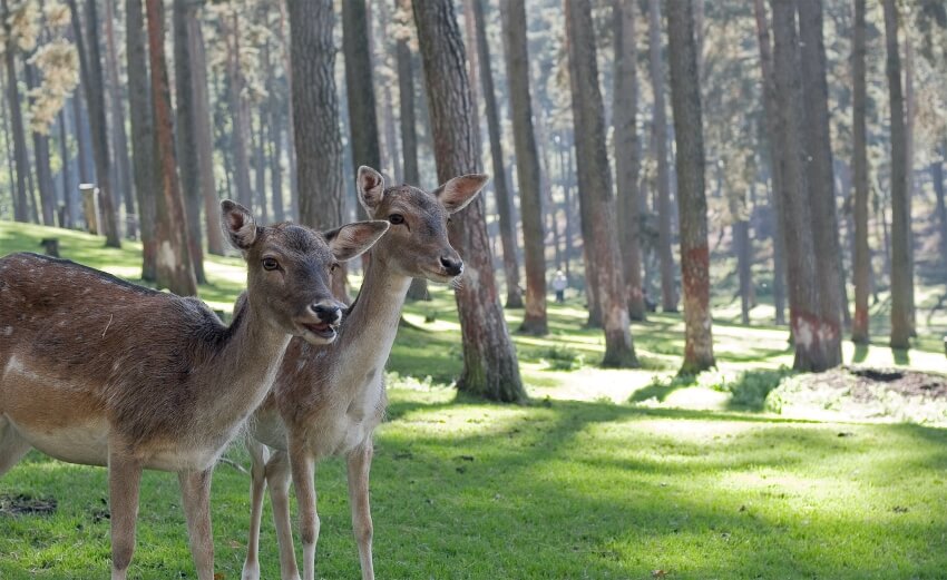 Pair of Deer