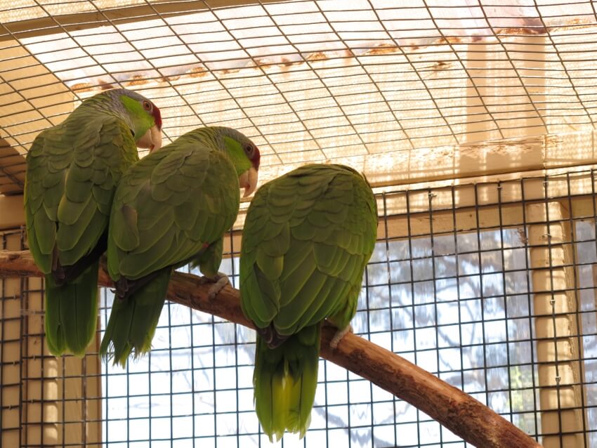 Three Green Parrots