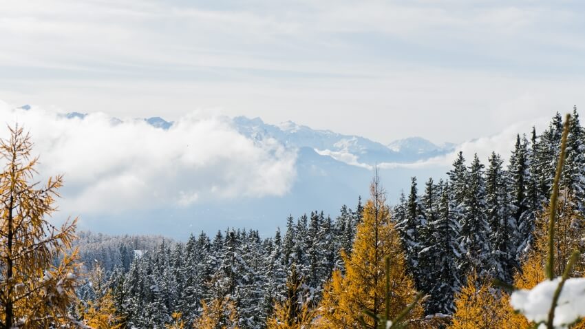 Trees at Crans-Montana, Switzerland