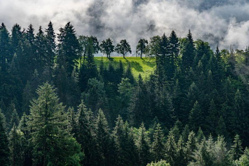 Black forest germany