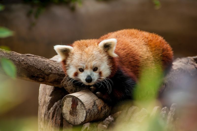 red panda