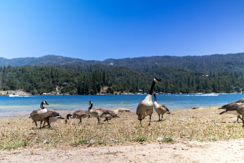 Geese at Bass Lake