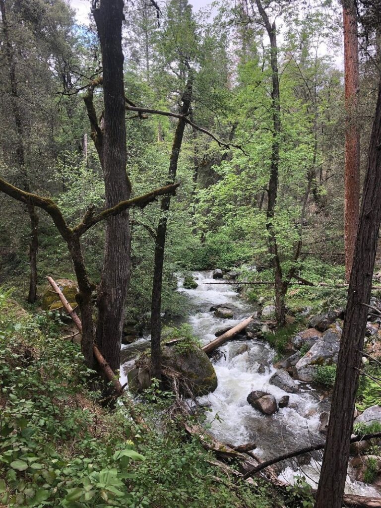 Lewis Creek Trail Scenery