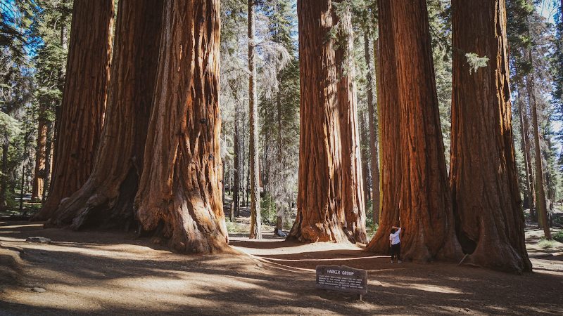 Trees at Mariposa Grove