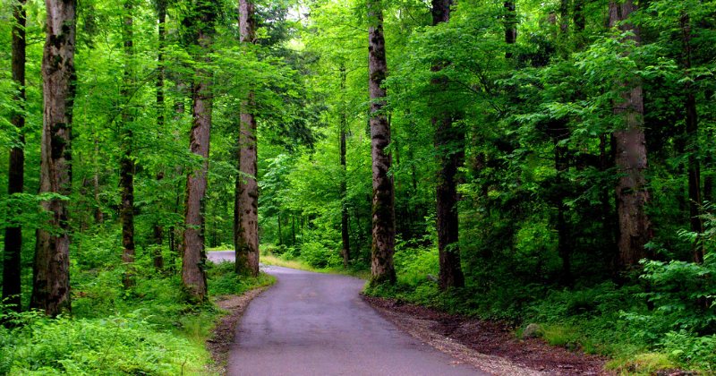 Roaring Fork Motor Nature Trail