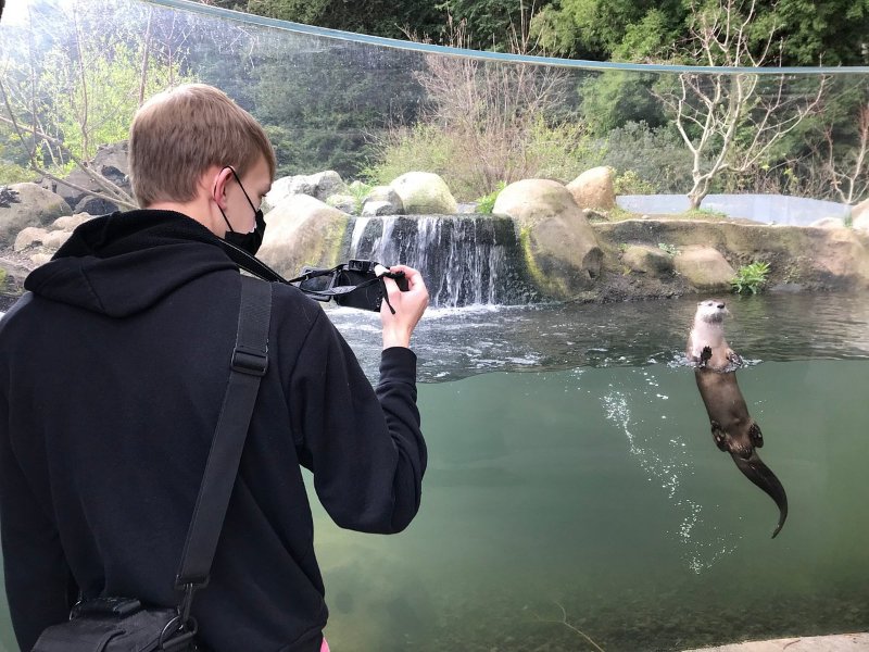 Otter in Sequoia Park Zoo,