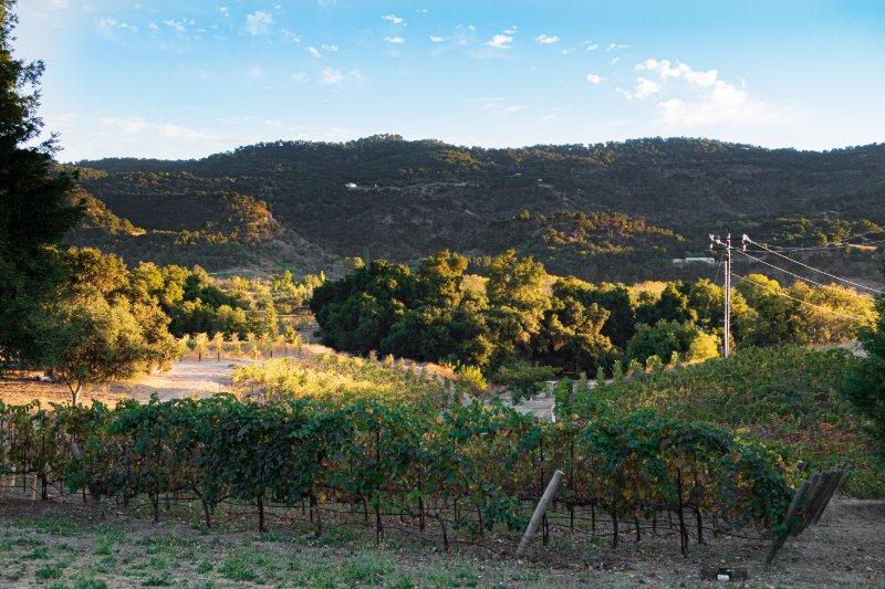 Ojai Vineyard Scenery