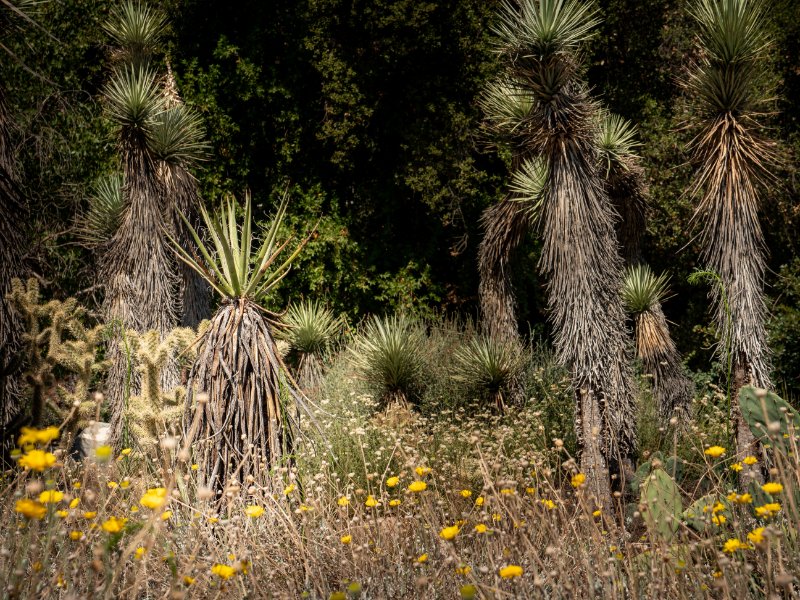 California Botanic Garden, Claremont, California