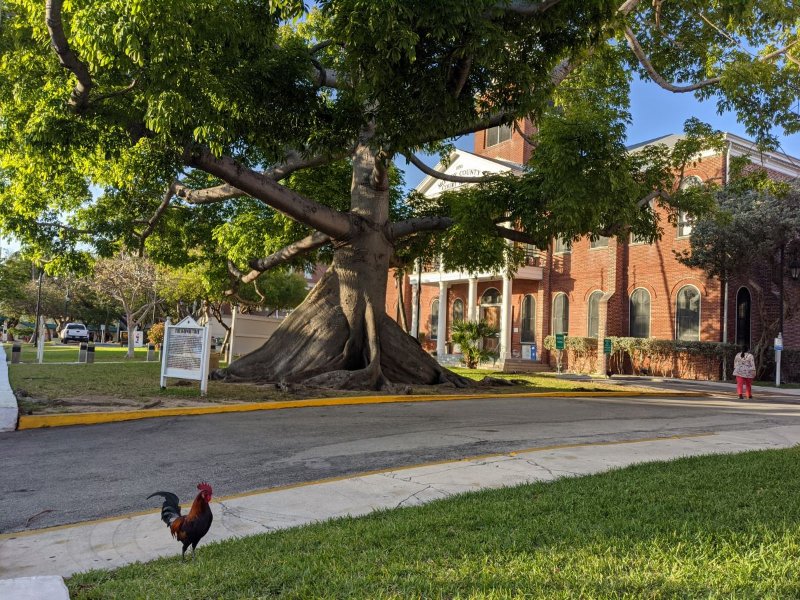 Kapok Tree in Key West