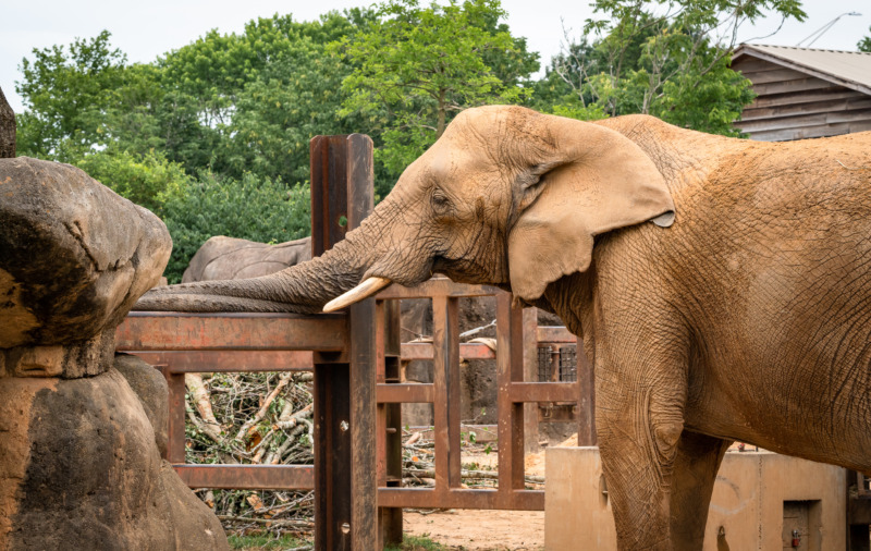 Elephants in Zoo Knoxville, Tennessee