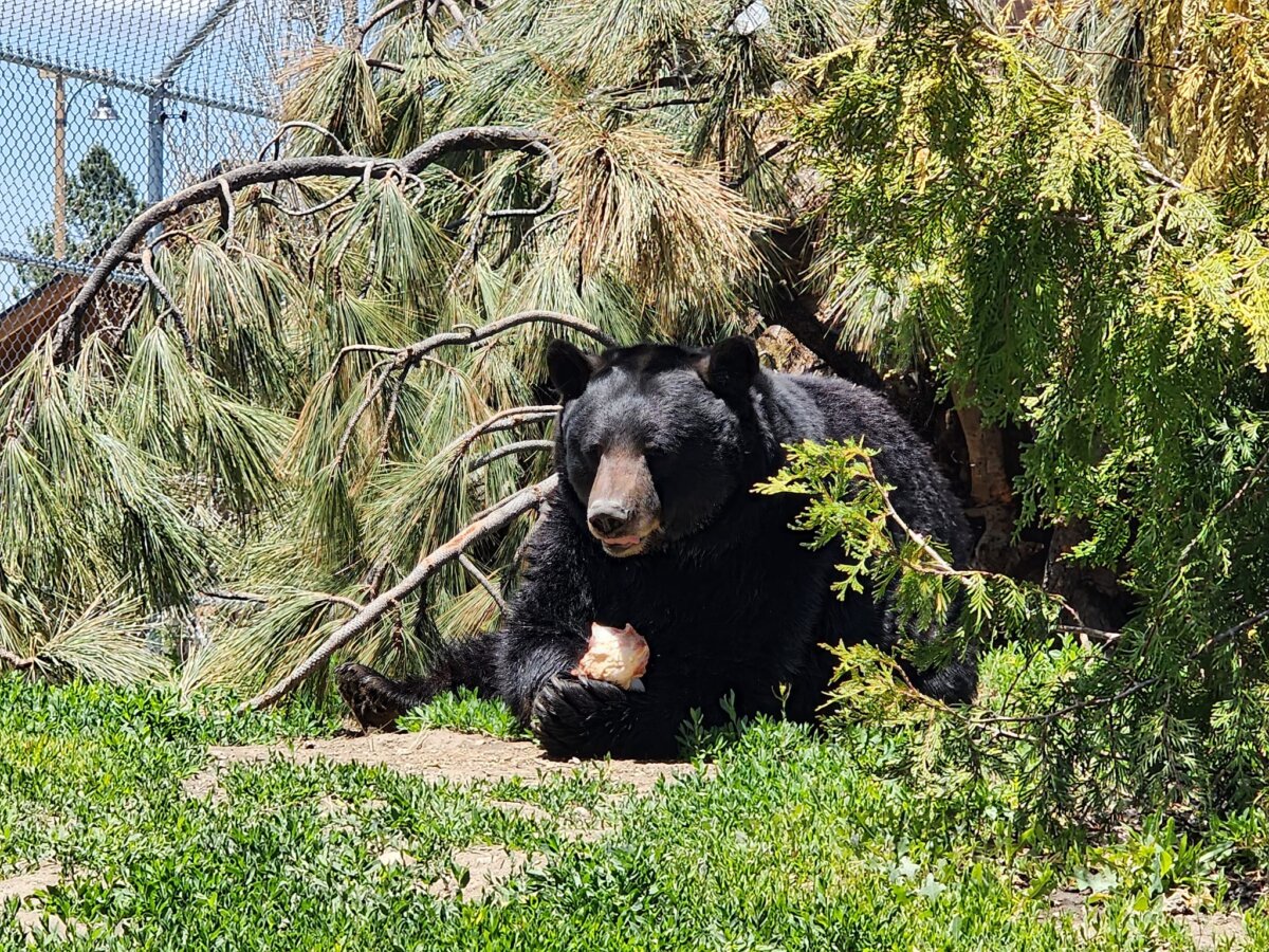 Black Bear in Big Bear Alpine Zoo