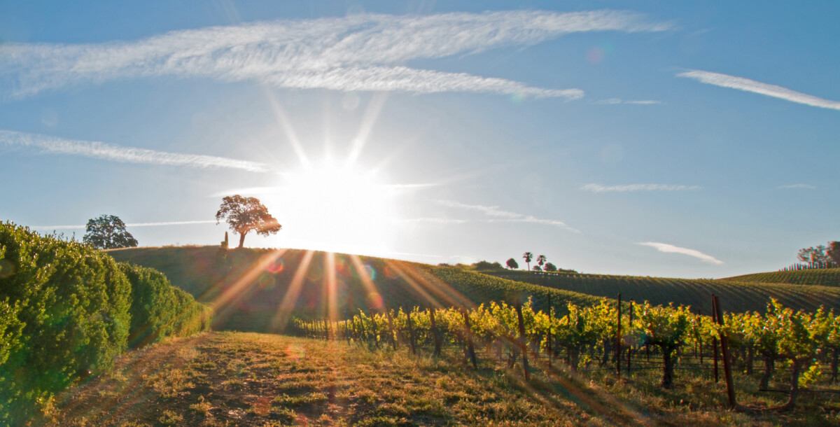 Vineyards in the Paso Robles, California Central Valley