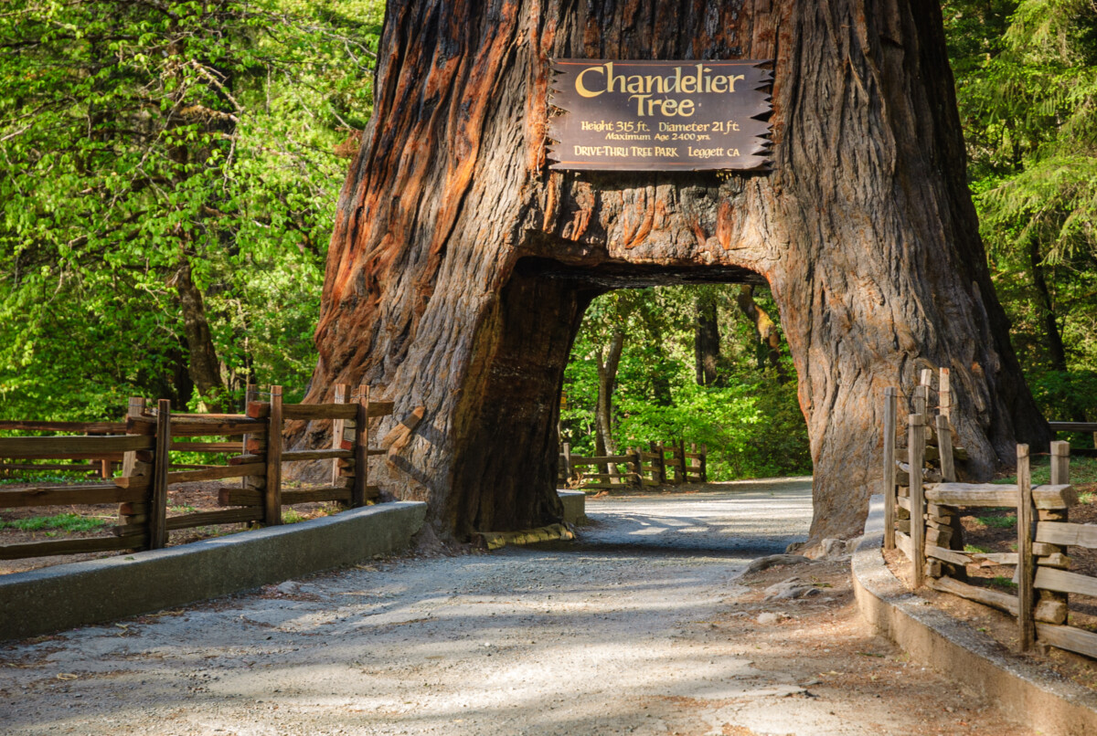 Chandelier Tree in in Leggett, California