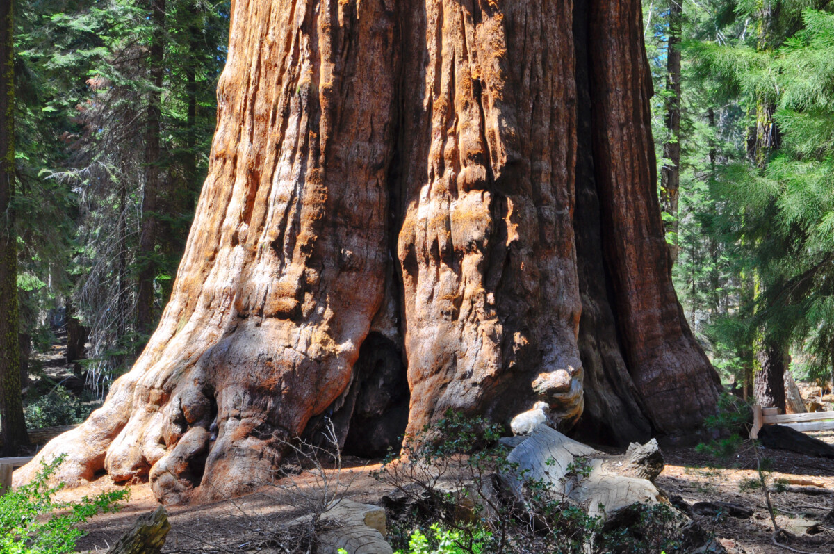 General Sherman Sequoia Tree in Sequoia National Park