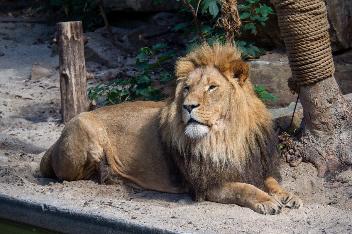 Majestic sunbathed lion resting at ARTIS Zoo Amsterdam
