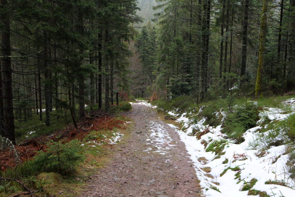 Trail near Seegraben Northern Black Forest