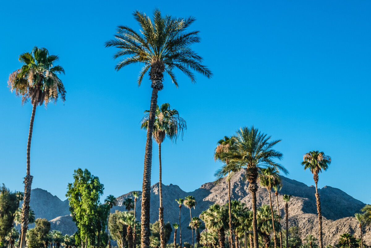 Palm Trees in Palm Springs