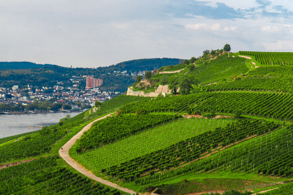 Burg Roseneck Vineyards in Rüdesheim am Rhein